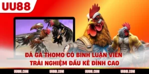 Đá Gà Thomo Có Bình Luận Viên - Trải Nghiệm Đấu Kê Đỉnh Cao