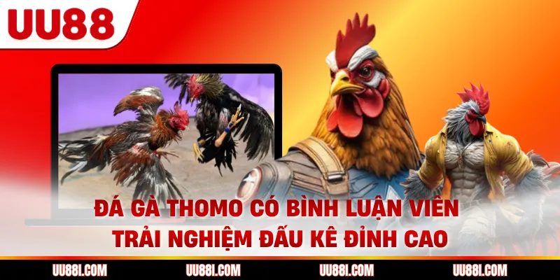 Đá Gà Thomo Có Bình Luận Viên - Trải Nghiệm Đấu Kê Đỉnh Cao